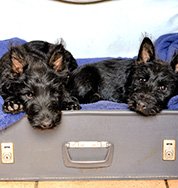 friendly-hotels friendly-hotels